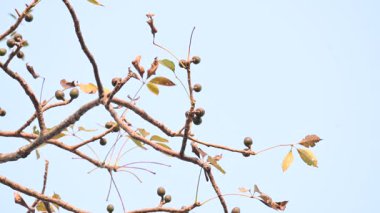 Bombax ceiba çiçeği tomurcuğu. Yaygın adı, Malabar ipek pamuk ağacı, kırmızı ipek pamuk ağacı, kırmızı pamuk ağacı, ipek pamuk ağacı ve kapok..