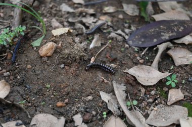 Sera kırkayakları çiftleşiyor. Yaygın isimleri Oxidus gracilis, sera kırkayağı, kırkayak ve kırkayak. Paradoksomatidae familyasından bir kırkayak türüdür..