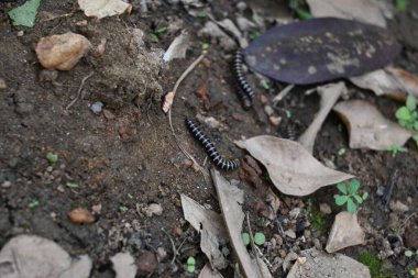 Sera kırkayakları çiftleşiyor. Yaygın isimleri Oxidus gracilis, sera kırkayağı, kırkayak ve kırkayak. Paradoksomatidae familyasından bir kırkayak türüdür..