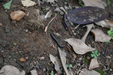 Sera kırkayakları çiftleşiyor. Yaygın isimleri Oxidus gracilis, sera kırkayağı, kırkayak ve kırkayak. Paradoksomatidae familyasından bir kırkayak türüdür..