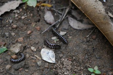 Sera kırkayakları çiftleşiyor. Yaygın isimleri Oxidus gracilis, sera kırkayağı, kırkayak ve kırkayak. Paradoksomatidae familyasından bir kırkayak türüdür..