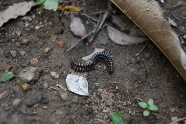 Sera kırkayakları çiftleşiyor. Yaygın isimleri Oxidus gracilis, sera kırkayağı, kırkayak ve kırkayak. Paradoksomatidae familyasından bir kırkayak türüdür..