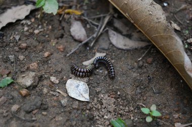 Sera kırkayakları çiftleşiyor. Yaygın isimleri Oxidus gracilis, sera kırkayağı, kırkayak ve kırkayak. Paradoksomatidae familyasından bir kırkayak türüdür..