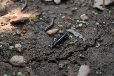Sera kırkayakları çiftleşiyor. Yaygın isimleri Oxidus gracilis, sera kırkayağı, kırkayak ve kırkayak. Paradoksomatidae familyasından bir kırkayak türüdür..