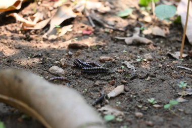 Sera kırkayakları çiftleşiyor. Yaygın isimleri Oxidus gracilis, sera kırkayağı, kırkayak ve kırkayak. Paradoksomatidae familyasından bir kırkayak türüdür..
