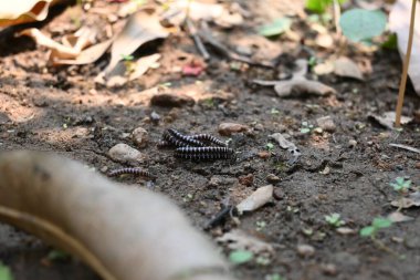 Sera kırkayakları çiftleşiyor. Yaygın isimleri Oxidus gracilis, sera kırkayağı, kırkayak ve kırkayak. Paradoksomatidae familyasından bir kırkayak türüdür..