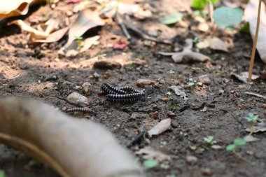 Sera kırkayakları çiftleşiyor. Yaygın isimleri Oxidus gracilis, sera kırkayağı, kırkayak ve kırkayak. Paradoksomatidae familyasından bir kırkayak türüdür..