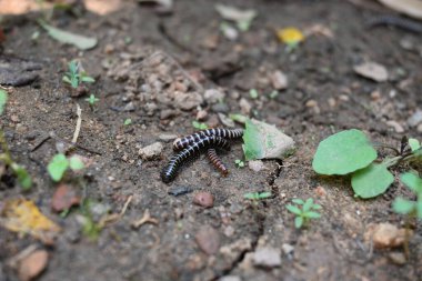 Sera kırkayakları çiftleşiyor. Yaygın isimleri Oxidus gracilis, sera kırkayağı, kırkayak ve kırkayak. Paradoksomatidae familyasından bir kırkayak türüdür..