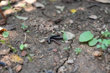 Sera kırkayakları çiftleşiyor. Yaygın isimleri Oxidus gracilis, sera kırkayağı, kırkayak ve kırkayak. Paradoksomatidae familyasından bir kırkayak türüdür..