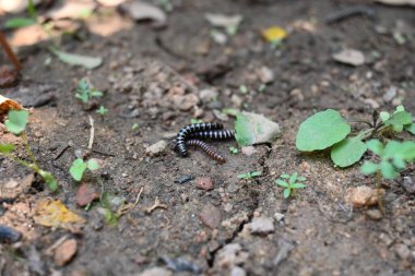 Sera kırkayakları çiftleşiyor. Yaygın isimleri Oxidus gracilis, sera kırkayağı, kırkayak ve kırkayak. Paradoksomatidae familyasından bir kırkayak türüdür..