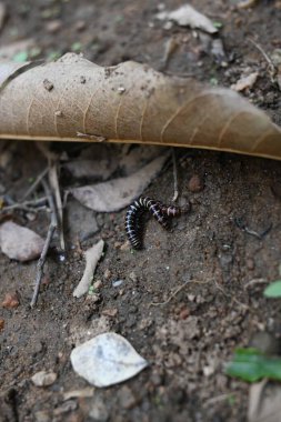 Sera kırkayakları çiftleşiyor. Yaygın isimleri Oxidus gracilis, sera kırkayağı, kırkayak ve kırkayak. Paradoksomatidae familyasından bir kırkayak türüdür..