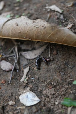 Sera kırkayakları çiftleşiyor. Yaygın isimleri Oxidus gracilis, sera kırkayağı, kırkayak ve kırkayak. Paradoksomatidae familyasından bir kırkayak türüdür..