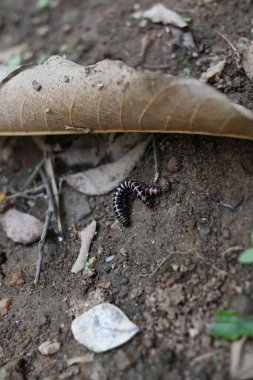 Sera kırkayakları çiftleşiyor. Yaygın isimleri Oxidus gracilis, sera kırkayağı, kırkayak ve kırkayak. Paradoksomatidae familyasından bir kırkayak türüdür..