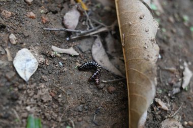 Sera kırkayakları çiftleşiyor. Yaygın isimleri Oxidus gracilis, sera kırkayağı, kırkayak ve kırkayak. Paradoksomatidae familyasından bir kırkayak türüdür..