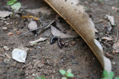 Sera kırkayakları çiftleşiyor. Yaygın isimleri Oxidus gracilis, sera kırkayağı, kırkayak ve kırkayak. Paradoksomatidae familyasından bir kırkayak türüdür..