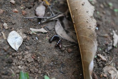 Sera kırkayakları çiftleşiyor. Yaygın isimleri Oxidus gracilis, sera kırkayağı, kırkayak ve kırkayak. Paradoksomatidae familyasından bir kırkayak türüdür..