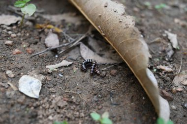 Sera kırkayakları çiftleşiyor. Yaygın isimleri Oxidus gracilis, sera kırkayağı, kırkayak ve kırkayak. Paradoksomatidae familyasından bir kırkayak türüdür..