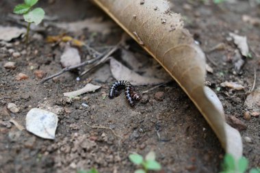 Sera kırkayakları çiftleşiyor. Yaygın isimleri Oxidus gracilis, sera kırkayağı, kırkayak ve kırkayak. Paradoksomatidae familyasından bir kırkayak türüdür..