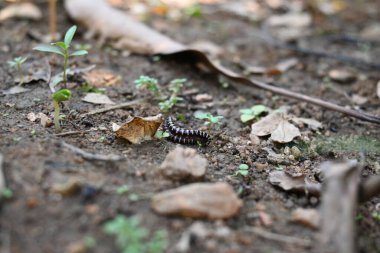 Sera kırkayakları çiftleşiyor. Yaygın isimleri Oxidus gracilis, sera kırkayağı, kırkayak ve kırkayak. Paradoksomatidae familyasından bir kırkayak türüdür..