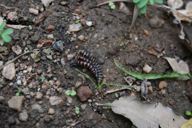 Sera kırkayakları çiftleşiyor. Yaygın isimleri Oxidus gracilis, sera kırkayağı, kırkayak ve kırkayak. Paradoksomatidae familyasından bir kırkayak türüdür..