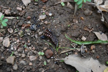 Sera kırkayakları çiftleşiyor. Yaygın isimleri Oxidus gracilis, sera kırkayağı, kırkayak ve kırkayak. Paradoksomatidae familyasından bir kırkayak türüdür..