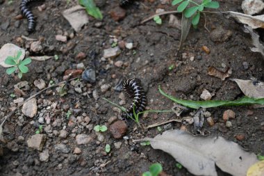 Sera kırkayakları çiftleşiyor. Yaygın isimleri Oxidus gracilis, sera kırkayağı, kırkayak ve kırkayak. Paradoksomatidae familyasından bir kırkayak türüdür..