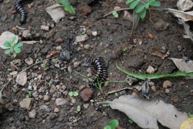 Sera kırkayakları çiftleşiyor. Yaygın isimleri Oxidus gracilis, sera kırkayağı, kırkayak ve kırkayak. Paradoksomatidae familyasından bir kırkayak türüdür..