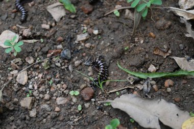 Sera kırkayakları çiftleşiyor. Yaygın isimleri Oxidus gracilis, sera kırkayağı, kırkayak ve kırkayak. Paradoksomatidae familyasından bir kırkayak türüdür..