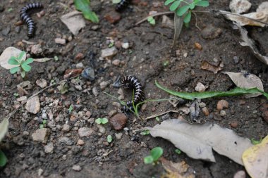 Sera kırkayakları çiftleşiyor. Yaygın isimleri Oxidus gracilis, sera kırkayağı, kırkayak ve kırkayak. Paradoksomatidae familyasından bir kırkayak türüdür..