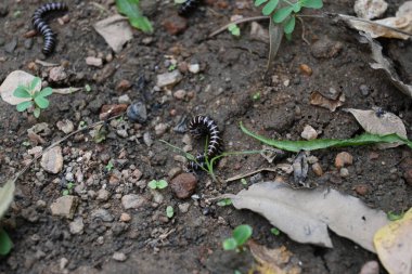 Sera kırkayakları çiftleşiyor. Yaygın isimleri Oxidus gracilis, sera kırkayağı, kırkayak ve kırkayak. Paradoksomatidae familyasından bir kırkayak türüdür..