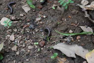 Sera kırkayakları çiftleşiyor. Yaygın isimleri Oxidus gracilis, sera kırkayağı, kırkayak ve kırkayak. Paradoksomatidae familyasından bir kırkayak türüdür..