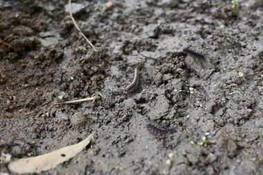 Sera kırkayakları çiftleşiyor. Yaygın isimleri Oxidus gracilis, sera kırkayağı, kırkayak ve kırkayak. Paradoksomatidae familyasından bir kırkayak türüdür..