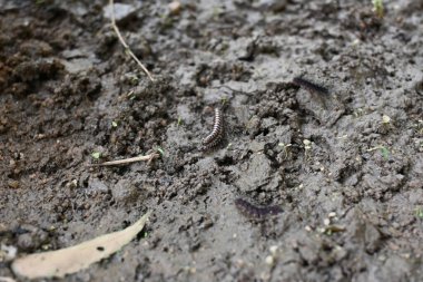 Sera kırkayakları çiftleşiyor. Yaygın isimleri Oxidus gracilis, sera kırkayağı, kırkayak ve kırkayak. Paradoksomatidae familyasından bir kırkayak türüdür..