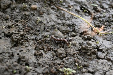 Sera kırkayakları çiftleşiyor. Yaygın isimleri Oxidus gracilis, sera kırkayağı, kırkayak ve kırkayak. Paradoksomatidae familyasından bir kırkayak türüdür..