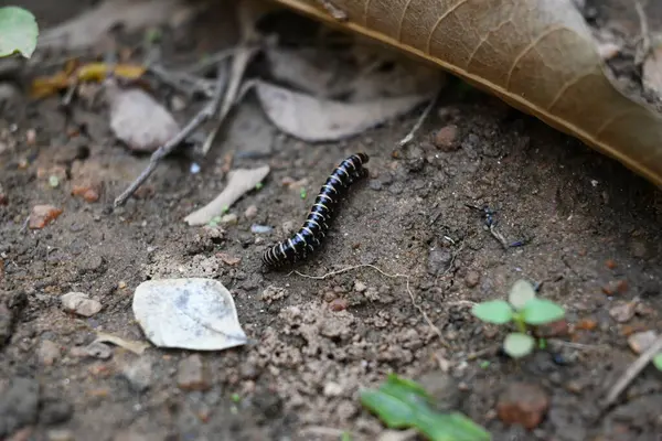 Sera kırkayakları çiftleşiyor. Yaygın isimleri Oxidus gracilis, sera kırkayağı, kırkayak ve kırkayak. Paradoksomatidae familyasından bir kırkayak türüdür..