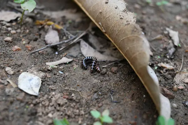 Sera kırkayakları çiftleşiyor. Yaygın isimleri Oxidus gracilis, sera kırkayağı, kırkayak ve kırkayak. Paradoksomatidae familyasından bir kırkayak türüdür..