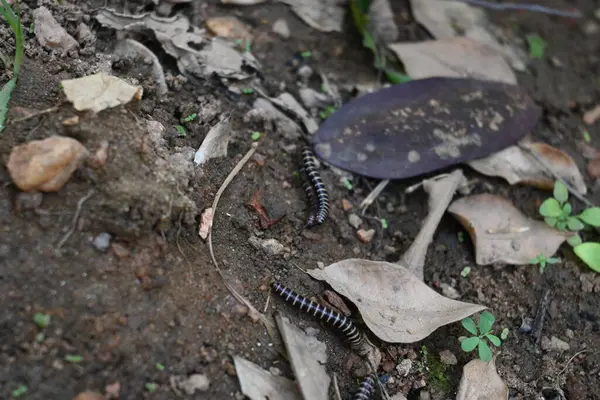 Sera kırkayakları çiftleşiyor. Yaygın isimleri Oxidus gracilis, sera kırkayağı, kırkayak ve kırkayak. Paradoksomatidae familyasından bir kırkayak türüdür..