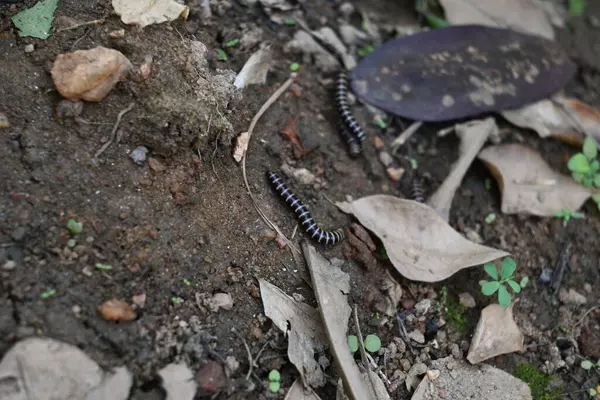 Sera kırkayakları çiftleşiyor. Yaygın isimleri Oxidus gracilis, sera kırkayağı, kırkayak ve kırkayak. Paradoksomatidae familyasından bir kırkayak türüdür..