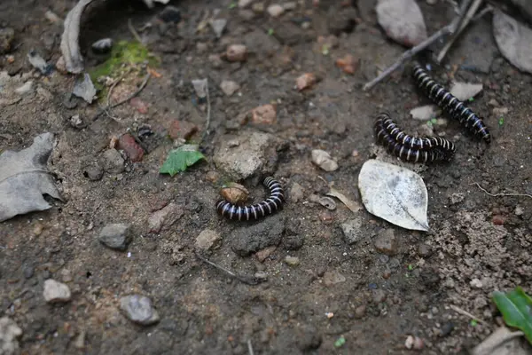Sera kırkayakları çiftleşiyor. Yaygın isimleri Oxidus gracilis, sera kırkayağı, kırkayak ve kırkayak. Paradoksomatidae familyasından bir kırkayak türüdür..