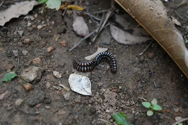 Sera kırkayakları çiftleşiyor. Yaygın isimleri Oxidus gracilis, sera kırkayağı, kırkayak ve kırkayak. Paradoksomatidae familyasından bir kırkayak türüdür..