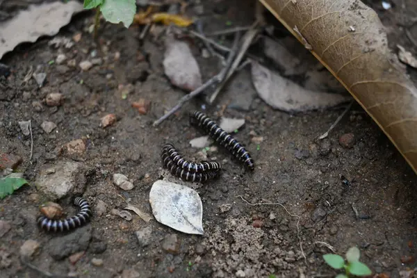 Sera kırkayakları çiftleşiyor. Yaygın isimleri Oxidus gracilis, sera kırkayağı, kırkayak ve kırkayak. Paradoksomatidae familyasından bir kırkayak türüdür..
