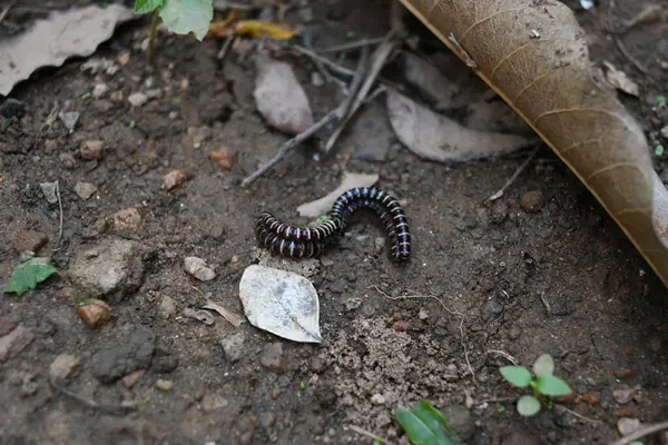 Sera kırkayakları çiftleşiyor. Yaygın isimleri Oxidus gracilis, sera kırkayağı, kırkayak ve kırkayak. Paradoksomatidae familyasından bir kırkayak türüdür..