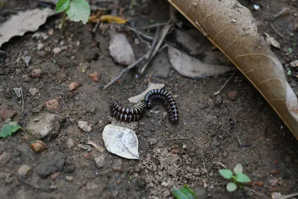 Sera kırkayakları çiftleşiyor. Yaygın isimleri Oxidus gracilis, sera kırkayağı, kırkayak ve kırkayak. Paradoksomatidae familyasından bir kırkayak türüdür..