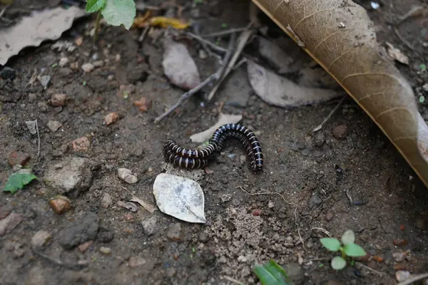 Sera kırkayakları çiftleşiyor. Yaygın isimleri Oxidus gracilis, sera kırkayağı, kırkayak ve kırkayak. Paradoksomatidae familyasından bir kırkayak türüdür..