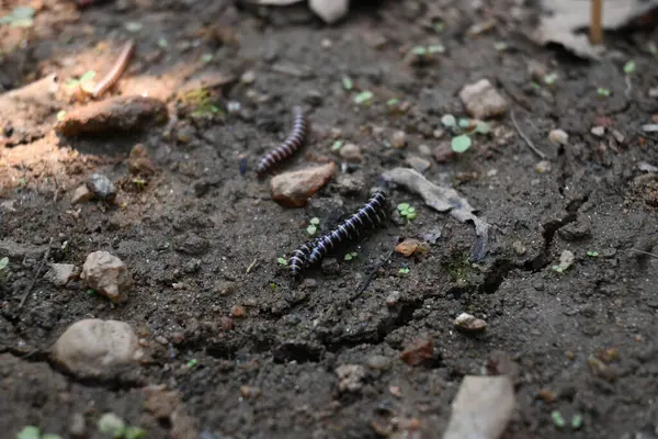 Sera kırkayakları çiftleşiyor. Yaygın isimleri Oxidus gracilis, sera kırkayağı, kırkayak ve kırkayak. Paradoksomatidae familyasından bir kırkayak türüdür..