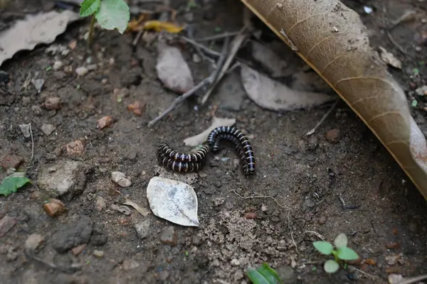 Sera kırkayakları çiftleşiyor. Yaygın isimleri Oxidus gracilis, sera kırkayağı, kırkayak ve kırkayak. Paradoksomatidae familyasından bir kırkayak türüdür..