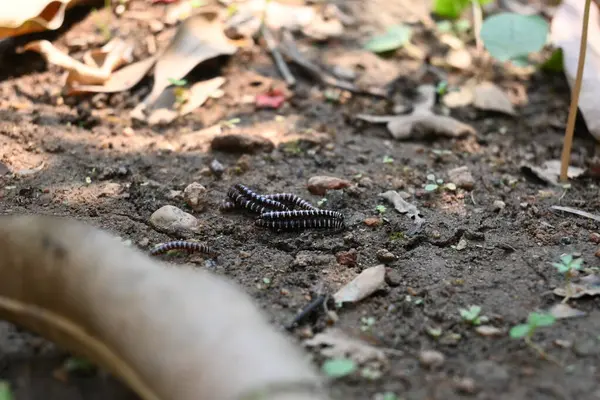 Sera kırkayakları çiftleşiyor. Yaygın isimleri Oxidus gracilis, sera kırkayağı, kırkayak ve kırkayak. Paradoksomatidae familyasından bir kırkayak türüdür..
