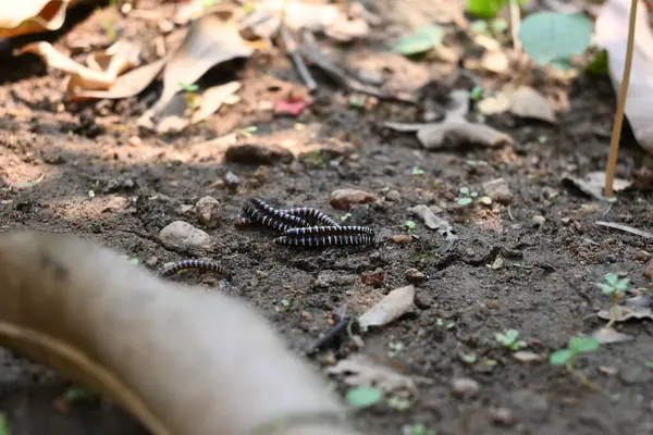 Sera kırkayakları çiftleşiyor. Yaygın isimleri Oxidus gracilis, sera kırkayağı, kırkayak ve kırkayak. Paradoksomatidae familyasından bir kırkayak türüdür..