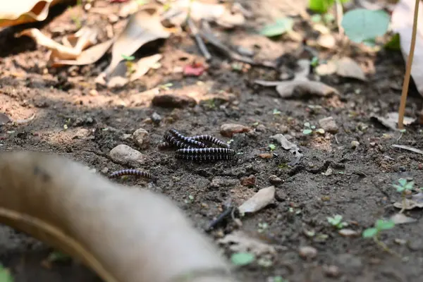 Sera kırkayakları çiftleşiyor. Yaygın isimleri Oxidus gracilis, sera kırkayağı, kırkayak ve kırkayak. Paradoksomatidae familyasından bir kırkayak türüdür..