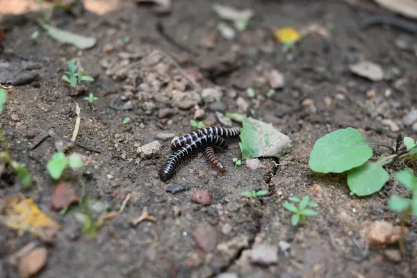 Sera kırkayakları çiftleşiyor. Yaygın isimleri Oxidus gracilis, sera kırkayağı, kırkayak ve kırkayak. Paradoksomatidae familyasından bir kırkayak türüdür..